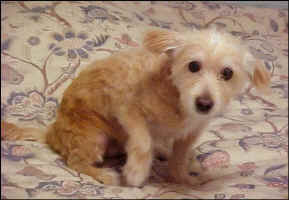 Amber1.jpg (55361 bytes)