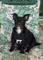 Bridget1.JPG (70594 bytes)