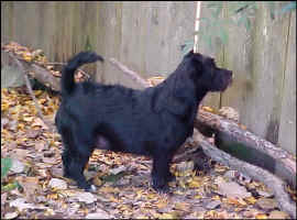 Bridget2009_s.jpg (81067 bytes)