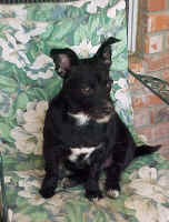 Bridget2.JPG (83575 bytes)