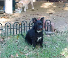 BridgetNov2009.jpg (83781 bytes)