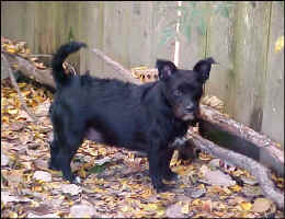 Bridget_Nov2009.jpg (90137 bytes)