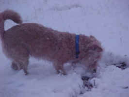 Bubbies_Snow2.jpg (23544 bytes)