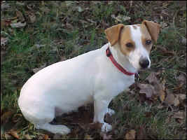 LoreleiNov2009.jpg (83954 bytes)