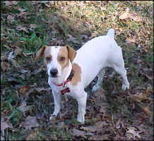 LoreleiNov2009a.jpg (103333 bytes)