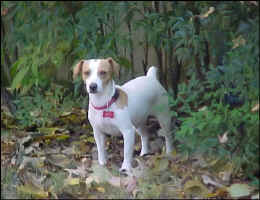 LoreleiNov2009b.jpg (76116 bytes)