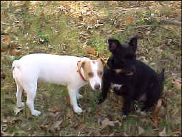 Lorelei_Bridget_Nov2009.jpg (99243 bytes)