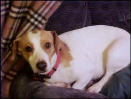 Lorelei_Dec2009b.JPG (69660 bytes)