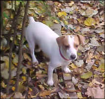 Lorelei_Nov2009d.jpg (69098 bytes)