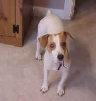 Loreli.JPG (33869 bytes)