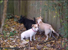 The3_Nov2009.jpg (75016 bytes)