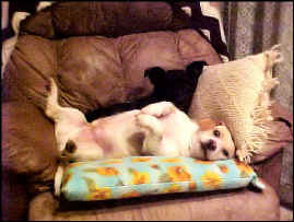 Zig_Brid_Dec2009.JPG (103863 bytes)