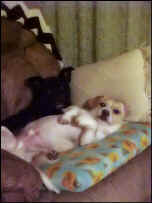 Zig_Brid_Dec2009c.JPG (59244 bytes)