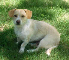 Ziggy2009.JPG (80802 bytes)