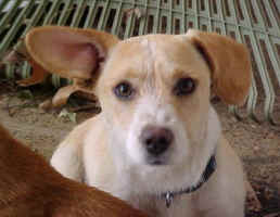 Ziggy3.jpg (43304 bytes)