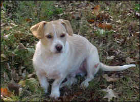 ZiggyNov2009.jpg (86496 bytes)