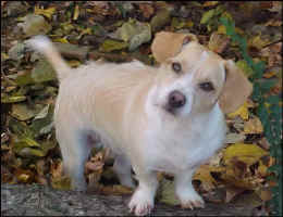 ZiggyNov2009a.jpg (75337 bytes)