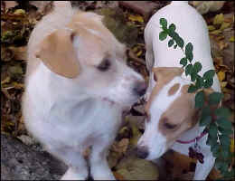 Ziggy_Lorelei_Nov2009.jpg (70348 bytes)