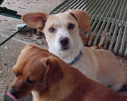 Ziggy_Rowdy.jpg (56615 bytes)