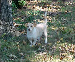 Zigster.jpg (131930 bytes)