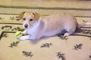 ziggy-2011.JPG (52809 bytes)