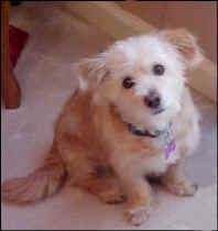 Amber4.jpg (38678 bytes)